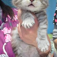 Cuccioli Maine Coon con pedigree disponibili