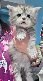 Cuccioli Maine Coon con pedigree disponibili