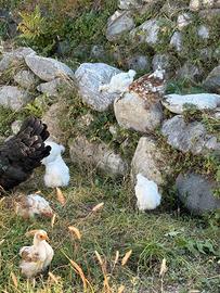 Pulcini di concincine e moroseta