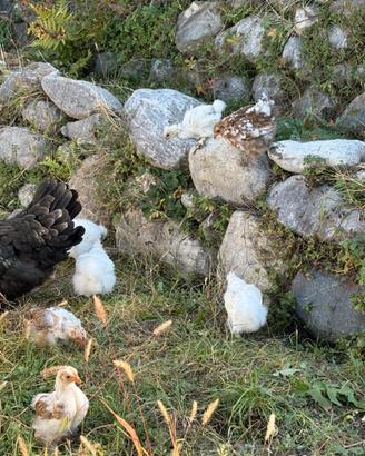 Pulcini di concincine e moroseta
