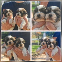 Splendidi cuccioli ccioli di Shihtzu o Shitzu