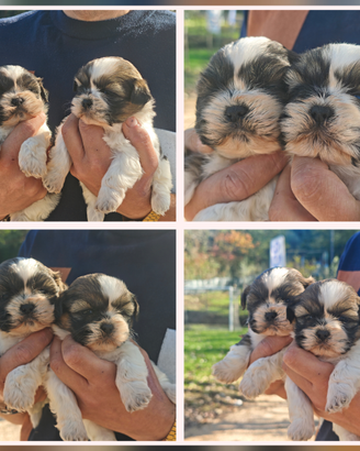 Splendidi cuccioli ccioli di Shihtzu o Shitzu
