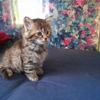 Cucciola gatta siberiana