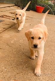 Cuccioli labrador