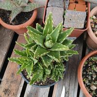 pianta grassa – aloe