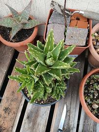 pianta grassa – aloe