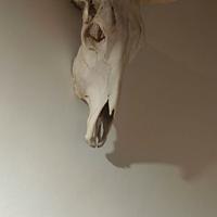 ARREDO