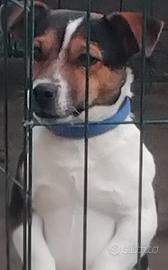 Jack russell per monta