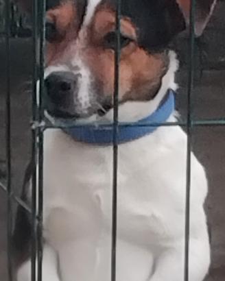 Jack russell per monta
