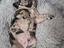 Immagine 4