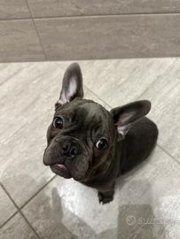Bulldog francese blu maschio
