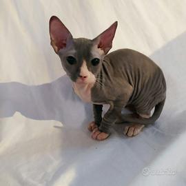 Gattino don sphynx blu e bianco
