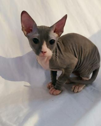 Gattino don sphynx blu e bianco