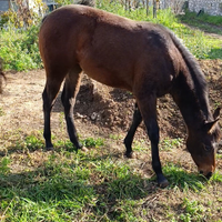 Puledra paint