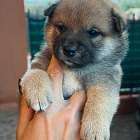 Cuccioli di Shiba Inu con pedigree