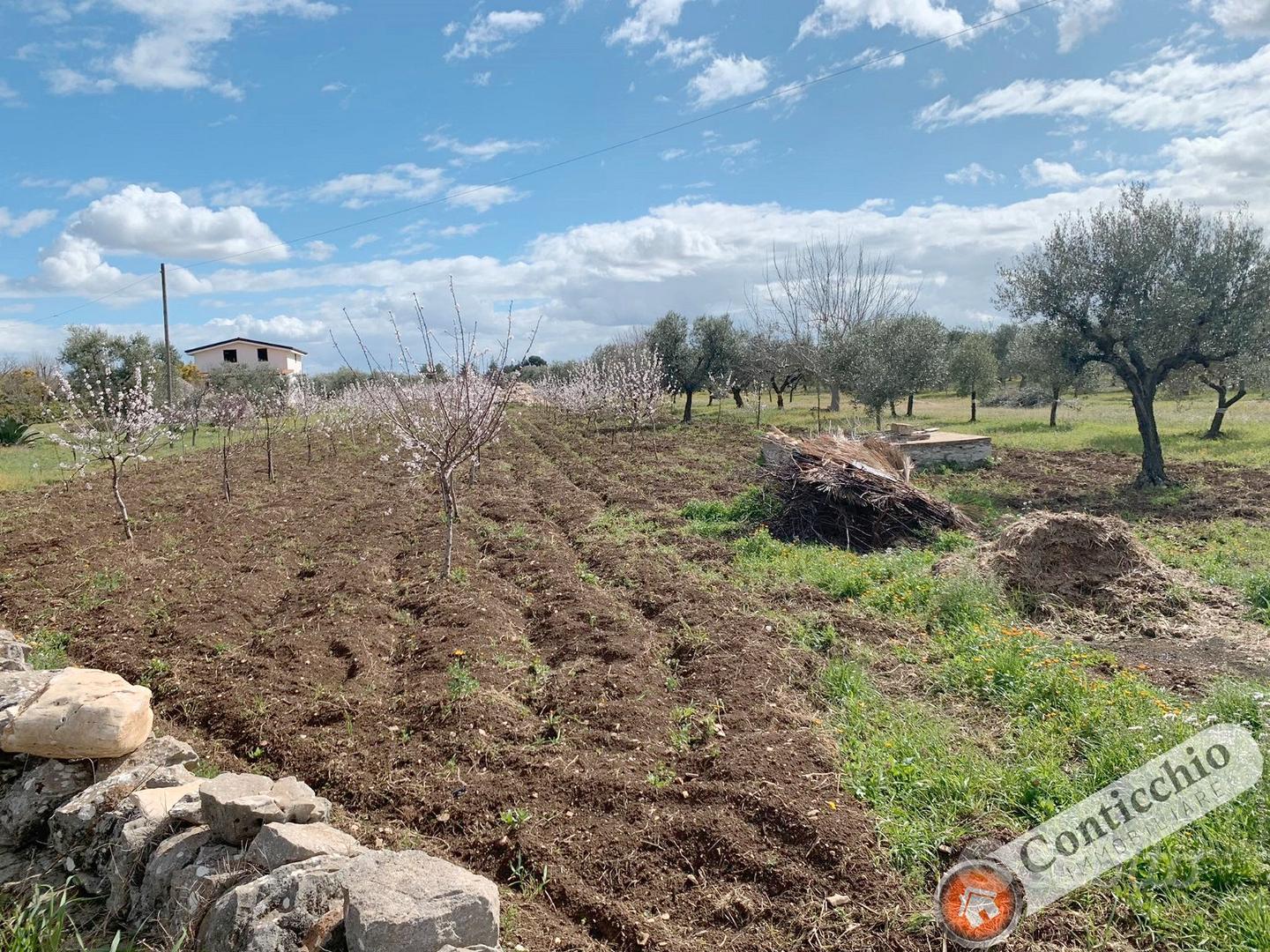Mandorleto nuovo impianto - Vista 3