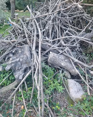 legna da ardere ulivo Per camino stufa