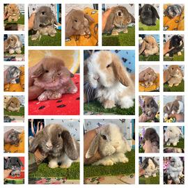 Cuccioli coniglio ariete nano e minilop disponibil