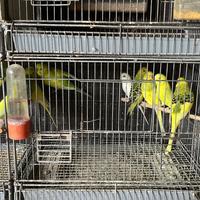 Cocorite varie mutazioni