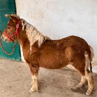 Pony stallone 3 anni