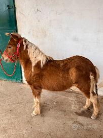 Pony stallone 3 anni