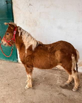 Pony stallone 3 anni