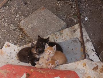 Dolci gattini