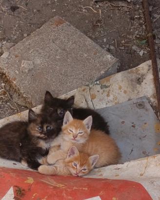 Dolci gattini
