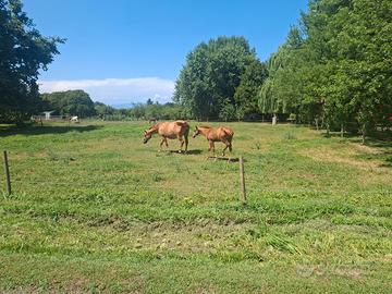 Puledro quarter horse