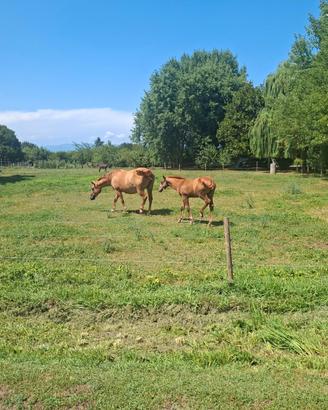 Puledro quarter horse
