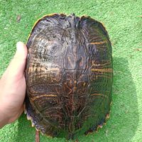 Tartarughe d'acqua