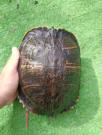 Tartarughe d'acqua