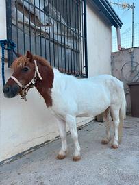 Pony femmina