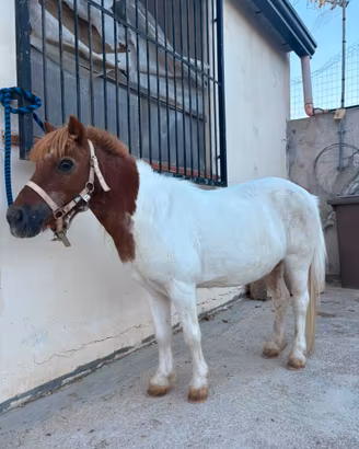 Pony femmina