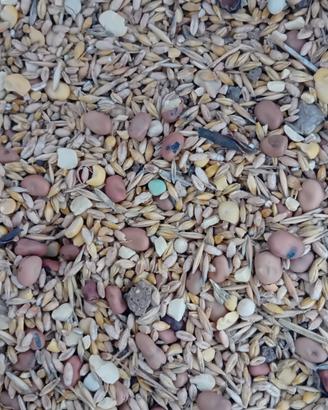 Miscuglio cereali e leguminose per animali 