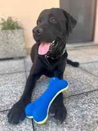 Labrador da monta 