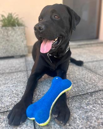 Labrador da monta 
