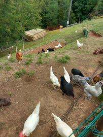 Galline fine ciclo