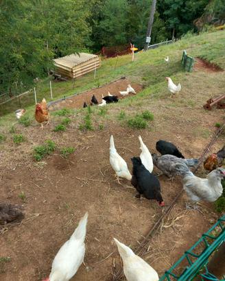 Galline fine ciclo