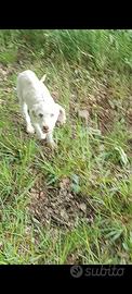 Lagotto Romagnolo