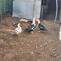 Anatre mute femmine e gallo ancona