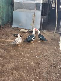 Anatre mute femmine e gallo ancona