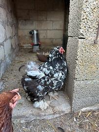 Coppia incrocio brahama galline galli