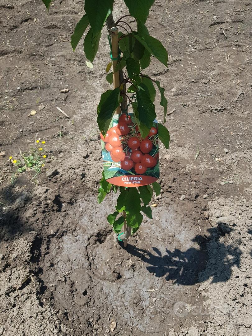 Antico frantoio con terreno e piante giovani - Vista 5