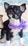 chihuahua-toy-cuccioli-neri-pag-in-12-mesi
