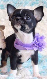 CHIHUAHUA TOY CUCCIOLI NERI - pag in 12 mesi