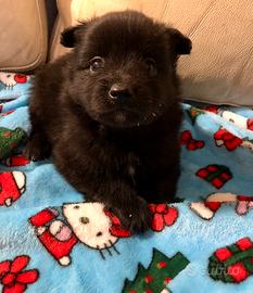 Maltivoo maltese volpino