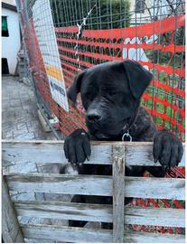 Cane corso femmina