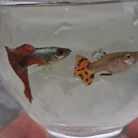 Guppy, poecilia Endler, Wighei