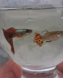 Guppy, poecilia Endler, Wighei